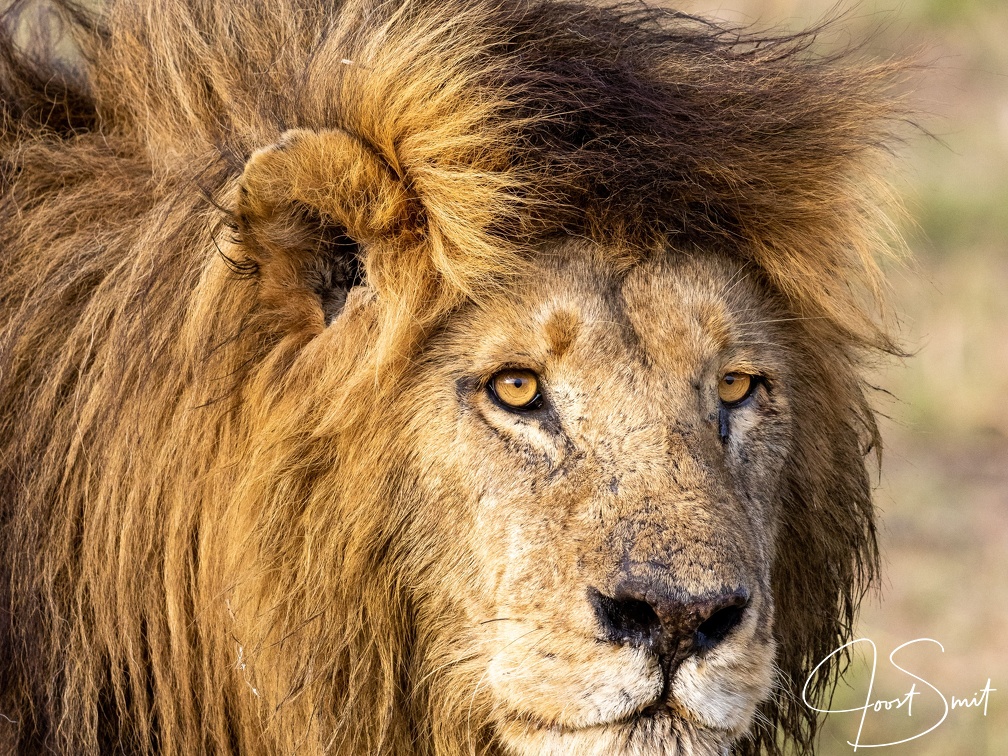 Portrait of a Lion
