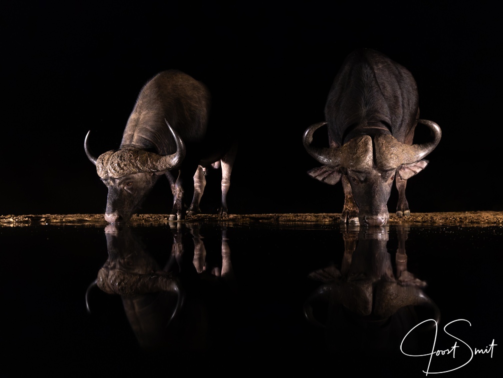 Buffalo at night
