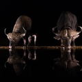 Buffalo at night