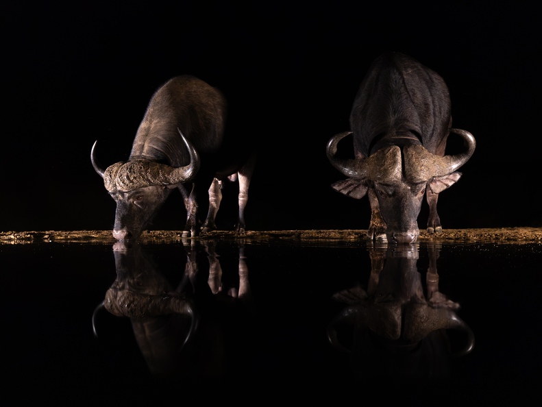 Buffalo at night