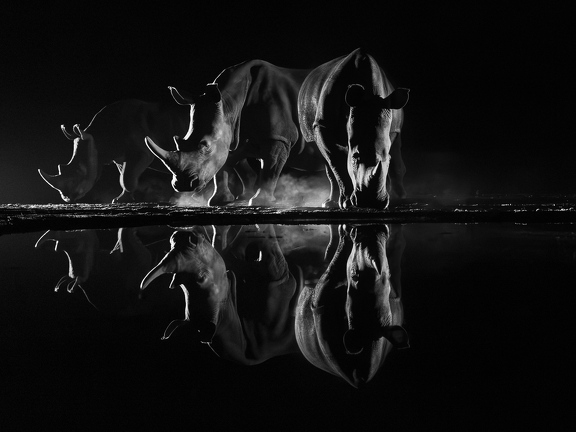 Rhino at night in black and white