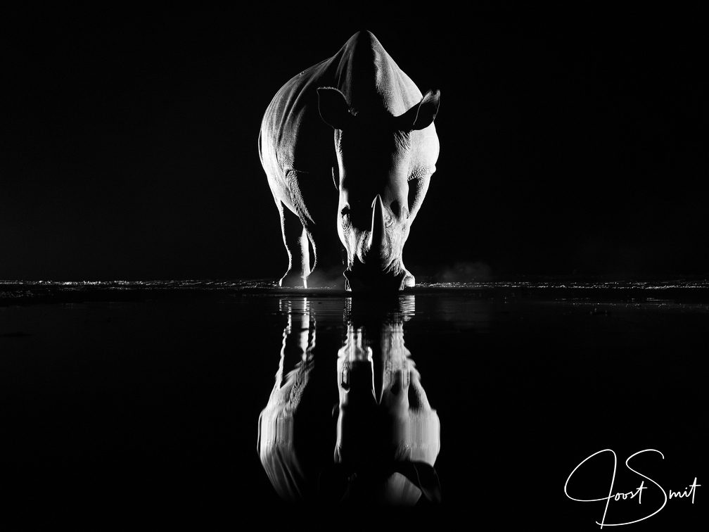 Rhino in black and white