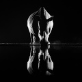Rhino in black and white
