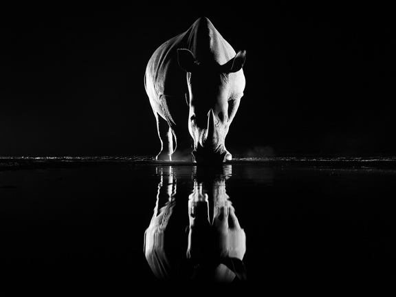 Rhino in black and white