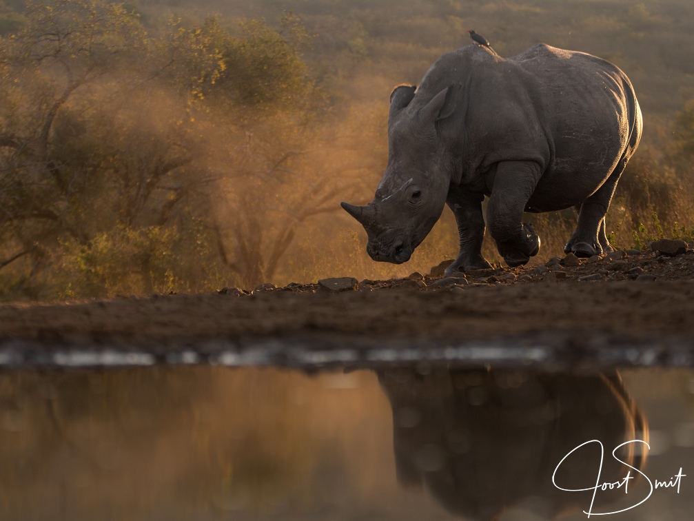 White Rhino in evening glow