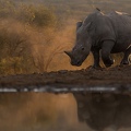 White Rhino in evening glow