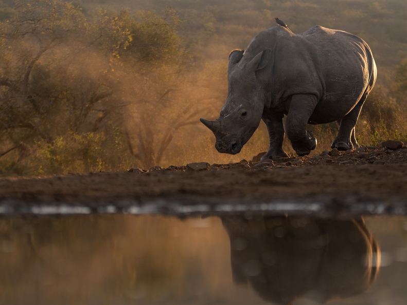White Rhino in evening glow