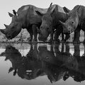 Rhino family with mirror image in black and white