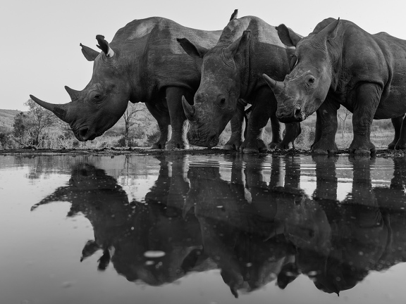 Rhino family with mirror image in black and white