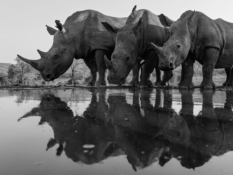 Rhino family with mirror image in black and white