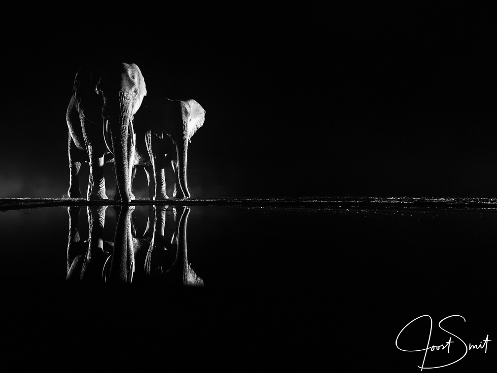 Elephants at night