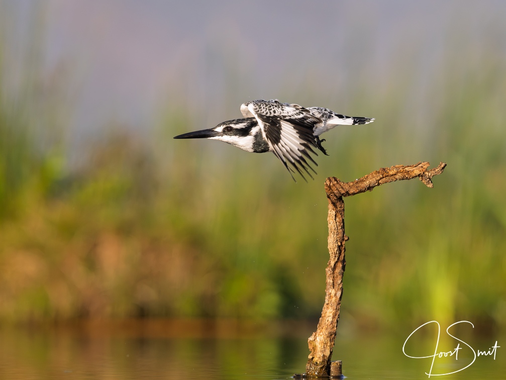Pied Kingfisher in flight