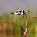 Pied Kingfisher in flight