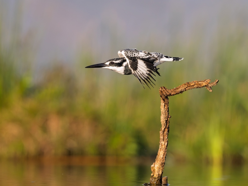 Pied Kingfisher in flight