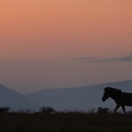 Zebra in morningglow