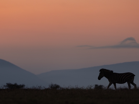 Zebra in morningglow