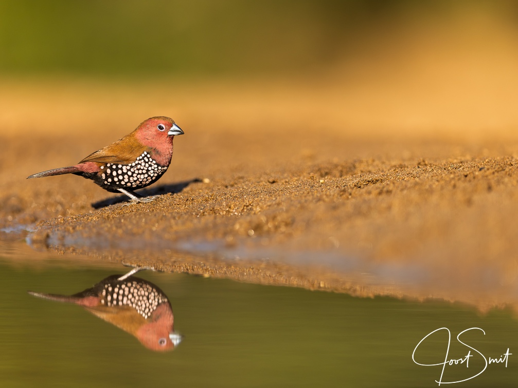 Pink-throated twinspot