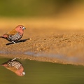 Pink-throated twinspot