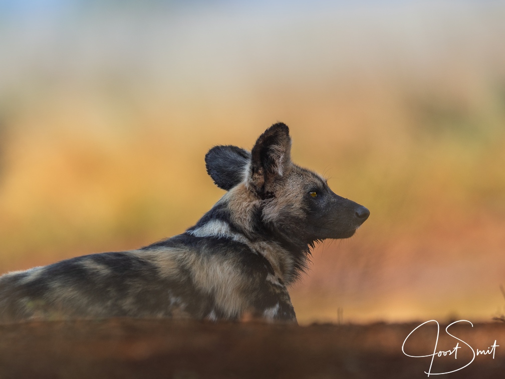 Wild Dog
