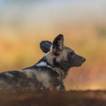 Wild Dog