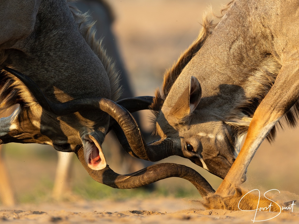 Locked horns