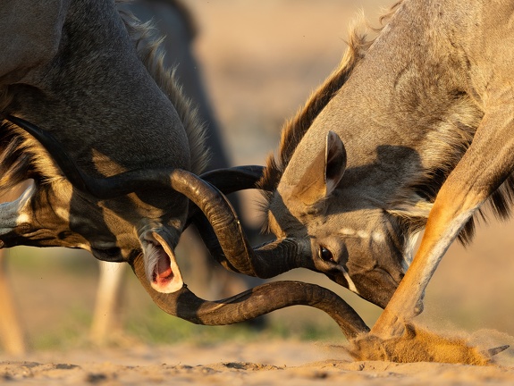 Locked horns