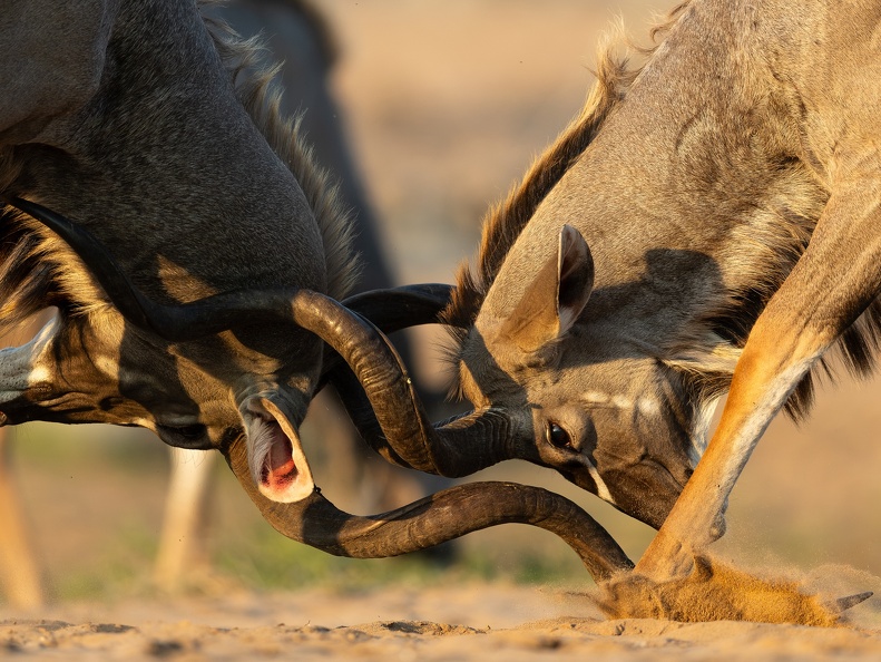 Locked horns